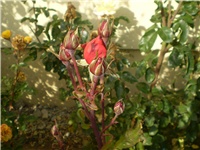 c16215e8-Picture 5392.jpg